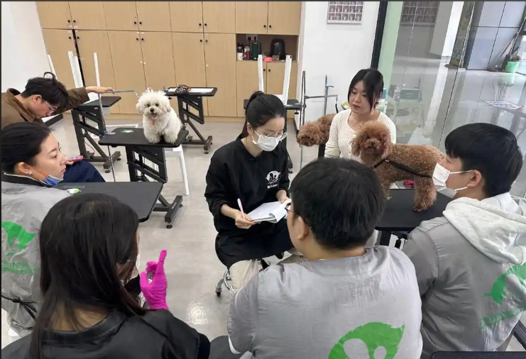 溧水区宠物美容培训学校宠物美容培训学校 - 一站式服务